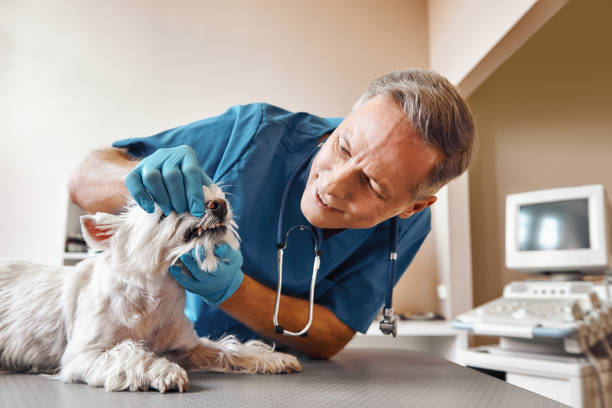Best Emergency Dentist for Knocked-Out Tooth in Orchard Hills, PA